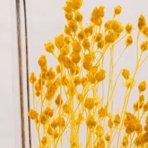 Herbarium Broom bloom jaune Cylindre 100ml - Theophile Berthon 