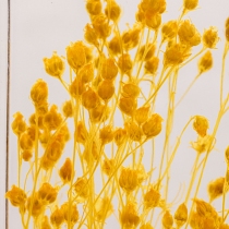 Herbarium Broom bloom jaune Cylindre 100ml - Theophile Berthon 