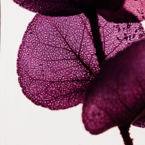 Herbarium Eucalyptus Violet Cylindre 100ml - Theophile Berthon 