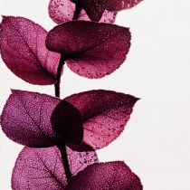 Herbarium Eucalyptus violet Rectangle 100ml - Theophile Berthon 