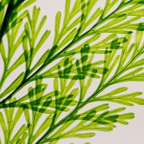 Herbarium Fougère Tabalia vert Rectangle 100ml - Theophile Berthon 