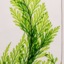Herbarium Fougère Tabalia verte Cylindre 100ml - Theophile Berthon 