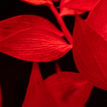 Herbarium Ruscus rouge Rectangle 100ml - Theophile Berthon 