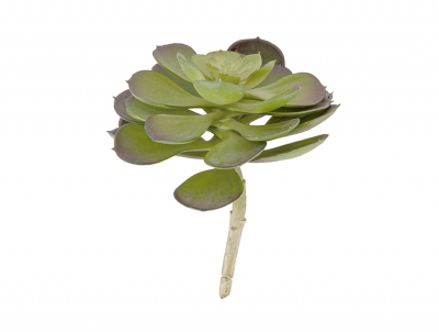 Plante artificielle succulente - Present time