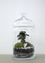 SERRE DOME FICUS - GREEN FACTORY