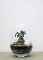 SERRE JURASSIC CASTANOSPERMUM L - GREEN FACTORY